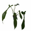 Joepii Philodendron - 4" Pot - Trending/Collector's Series -HIRTS Sales joephilo4 94091.1690483377