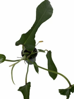 Joepii Philodendron - 4" Pot - Trending/Collector's Series 6 Joepii Philodendron - 4" Pot - Trending/Collector's Series -HIRTS Sales joeppiiphil 75283.1690483377