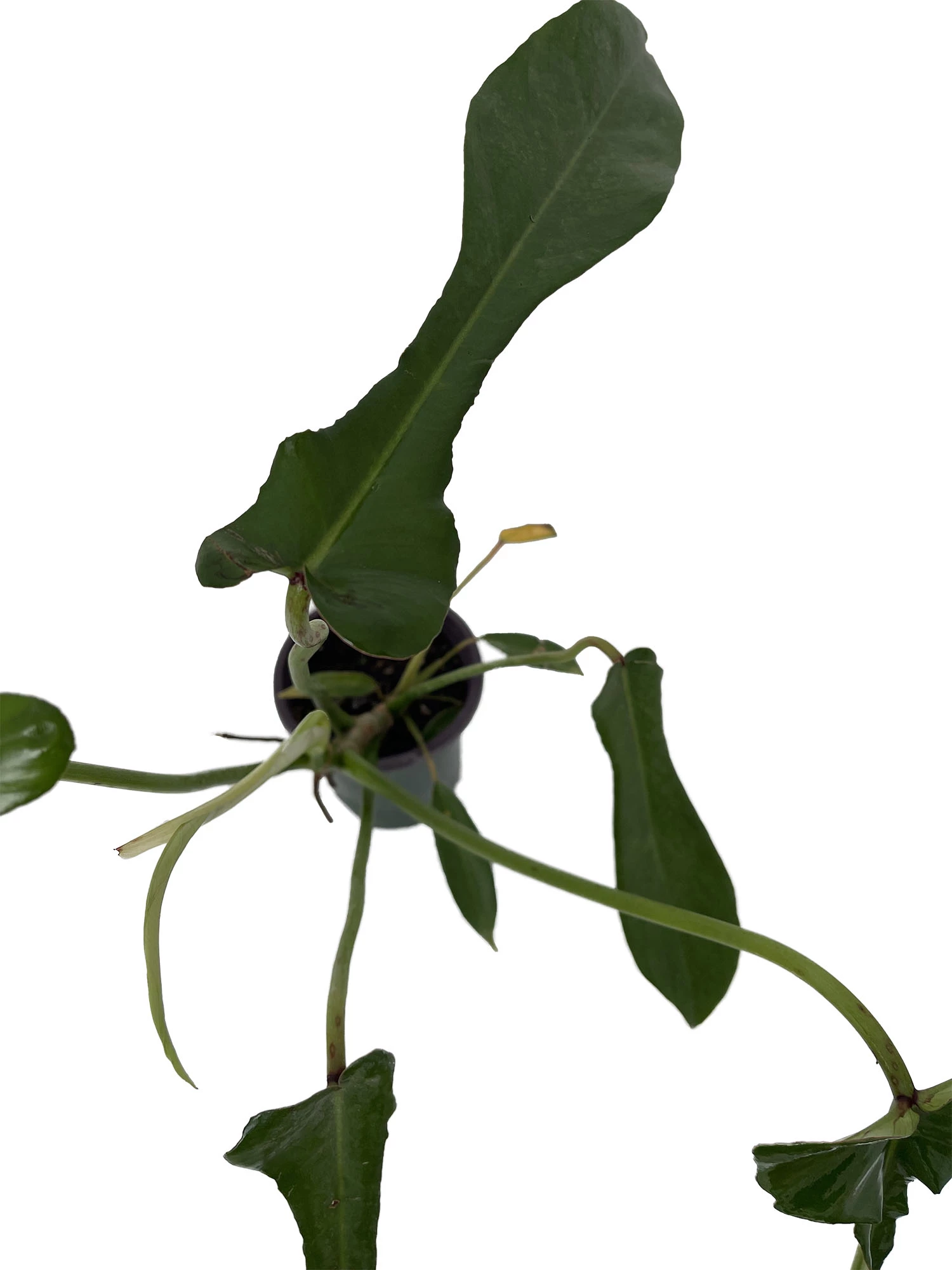 Joepii Philodendron - 4" Pot - Trending/Collector's Series 4 Joepii Philodendron - 4" Pot - Trending/Collector's Series - Image 2