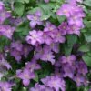 Jolly Good™ Clematis - 4" Pot - Proven Winners -HIRTS Sales jolly good clematis 1 56230.1615344821