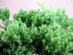 Japanese Juniper Bonsai Tree - 4" Pot - Juniperus Procumbens - Nana -HIRTS Sales juniperstarter1 86093.1662667196