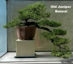 Japanese Juniper Bonsai Tree - 4" Pot - Juniperus Procumbens - Nana -HIRTS Sales juniperstarter2 95280.1662667196