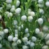 GIN FIZZ® Juniper - Juniperus Chinensis - Proven Winners - 4" Pot -HIRTS Sales juniperus gin fizz 1 1080 1080 60 00226.1615344695