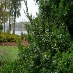 GIN FIZZ® Juniper - Juniperus Chinensis - Proven Winners - 4" Pot -HIRTS Sales juniperus gin fizz 3 1080 1080 60 76132.1615344696