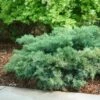 Montana Moss™Juniper - Juniperus Chinensis - Proven Winners - 4" Pot -HIRTS Sales juniperus montana moss 1 1080 1080 60 36911.1615344696