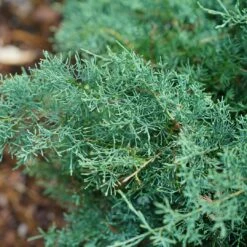 Montana Moss™Juniper - Juniperus Chinensis - Proven Winners - 4" Pot -HIRTS Sales juniperus montana moss 2 1080 1080 60 38556.1615344697