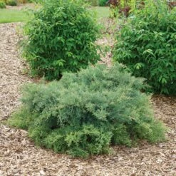 Montana Moss™Juniper - Juniperus Chinensis - Proven Winners - 4" Pot -HIRTS Sales juniperus montana moss 3 1080 1080 60 46341.1615344697