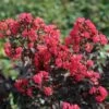CENTER STAGE® PINK Crapemyrtle - Lagerstroemia Indica - Proven Winners - 4" Pot -HIRTS Sales lagerstroemia center stage pink 3 1080 1080 60 44950.1658158521