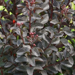 CENTER STAGE® PINK Crapemyrtle - Lagerstroemia Indica - Proven Winners - 4" Pot -HIRTS Sales lagerstroemia center stage pink 4 1080 1080 64524.1658158522