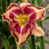 Rainbow Rhythm® Lake Of Fire Daylily-Hemerocallis-Proven Winners-Gallon Pot -HIRTS Sales lakefirerr 69128.1650823805