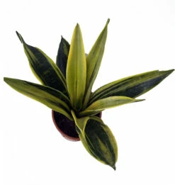 La Rubia Snake Plant - Sansevieria - 6" Pot - Collector's Series 7 La Rubia Snake Plant - Sansevieria - 6" Pot - Collector's Series -HIRTS Sales larubia2 56624.1632171096