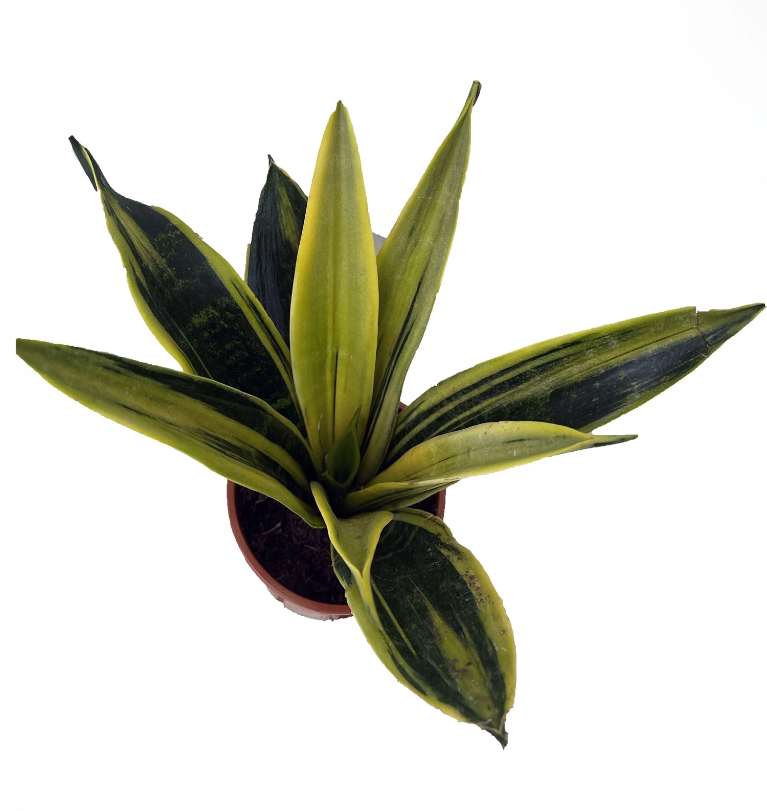 La Rubia Snake Plant - Sansevieria - 6" Pot - Collector's Series 5 La Rubia Snake Plant - Sansevieria - 6" Pot - Collector's Series - Image 3