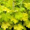 Lemon Love Coral Bells - Heuchera - Gallon Pot -HIRTS Sales lemonlovehcb 36577.1618314574