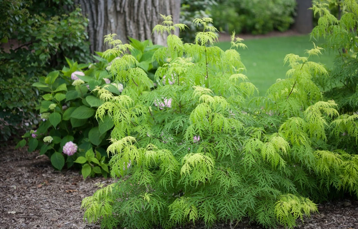 LEMONY LACE® Elderberry - 4" Pot - Sambucus Racemosa - Proven Winners 3 LEMONY LACE® Elderberry - 4" Pot - Sambucus Racemosa - Proven Winners
