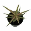 Leopard Agave Plant - Agave Leopoldii - 4" Pot - Easy To Grow House Plant -HIRTS Sales leoagav4 20843.1687541944