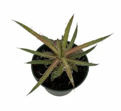 Leopard Agave Plant - Agave Leopoldii - 4" Pot - Easy To Grow House Plant
