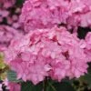 LET’S DANCE CAN DO!® PPAF Hydrangea Bush - 4" Pot - Proven Winners -HIRTS Sales lets dance cancan hydrangea serrata 3 1080 1080 60 16154.1615344727