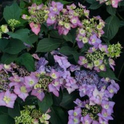 LET’S DANCE CAN DO!® PPAF Hydrangea Bush - 4" Pot - Proven Winners -HIRTS Sales lets dance cancan hydrangea serrata 4 1080 1080 60 16665.1615344727