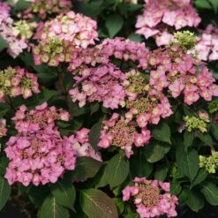 LET’S DANCE CAN DO!® PPAF Hydrangea Bush - 4" Pot - Proven Winners -HIRTS Sales lets dance cancan hydrangea serrata 5 1080 1080 60 51819.1615344728