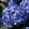 Let's Dance® Blue Jangles™ Reblooming Hydrangea - 4" Pot - Proven Winners -HIRTS Sales lets dance blue jangles hydrangea 2 58017.1615344602