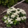 LIL’ DITTY® Viburnum - 4" Pot - White Blooms - Proven Winners -HIRTS Sales lil ditty viburnum 1 15895.1615344633