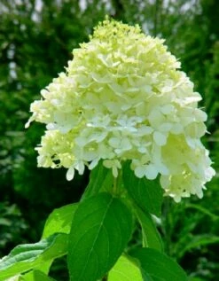 LITTLE LIME® Hydrangea -Compact Flowering Shrub- Hardy - Proven Winners - 4" Pot -HIRTS Sales limelight3 79811.1615344509