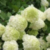 Limelight Hydrangea - Beautiful Colors - Proven Winners - 4" Pot -HIRTS Sales limelight hydrangea 6 76549.1615344618