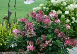 Little Quick Fire® Hydrangea - 4" Pot - Proven Winners 6 Little Quick Fire® Hydrangea - 4" Pot - Proven Winners -HIRTS Sales little quick fire hydrangea 3546 47915.1615344647