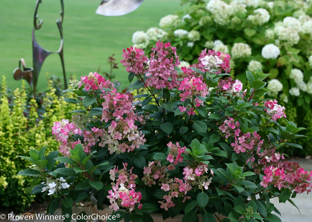 Little Quick Fire® Hydrangea - 4" Pot - Proven Winners 4 Little Quick Fire® Hydrangea - 4" Pot - Proven Winners - Image 2
