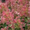 Little Quick Fire® Hydrangea - 4" Pot - Proven Winners 1 Little Quick Fire® Hydrangea - 4" Pot - Proven Winners -HIRTS Sales little quick fire hydrangea 3988 45436.1615344646