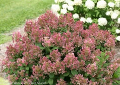 Little Quick Fire® Hydrangea - 4" Pot - Proven Winners 7 Little Quick Fire® Hydrangea - 4" Pot - Proven Winners -HIRTS Sales little quick fire hydrangea 3995 48671.1615344647