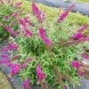 Lo & Behold Ruby Chip® - Butterfly Bush - Buddleia - Proven Winners - 4" Pot -HIRTS Sales lo behold ruby chip butterfly bush buddleia 1 1080 1080 60 89389.1615344726