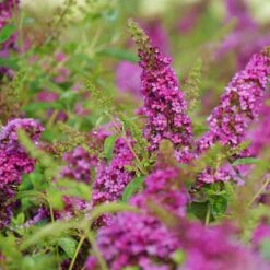 Lo & Behold Ruby Chip® - Butterfly Bush - Buddleia - Proven Winners - 4" Pot -HIRTS Sales lo behold ruby chip butterfly bush buddleia 4 1080 1080 60 66728.1615344727