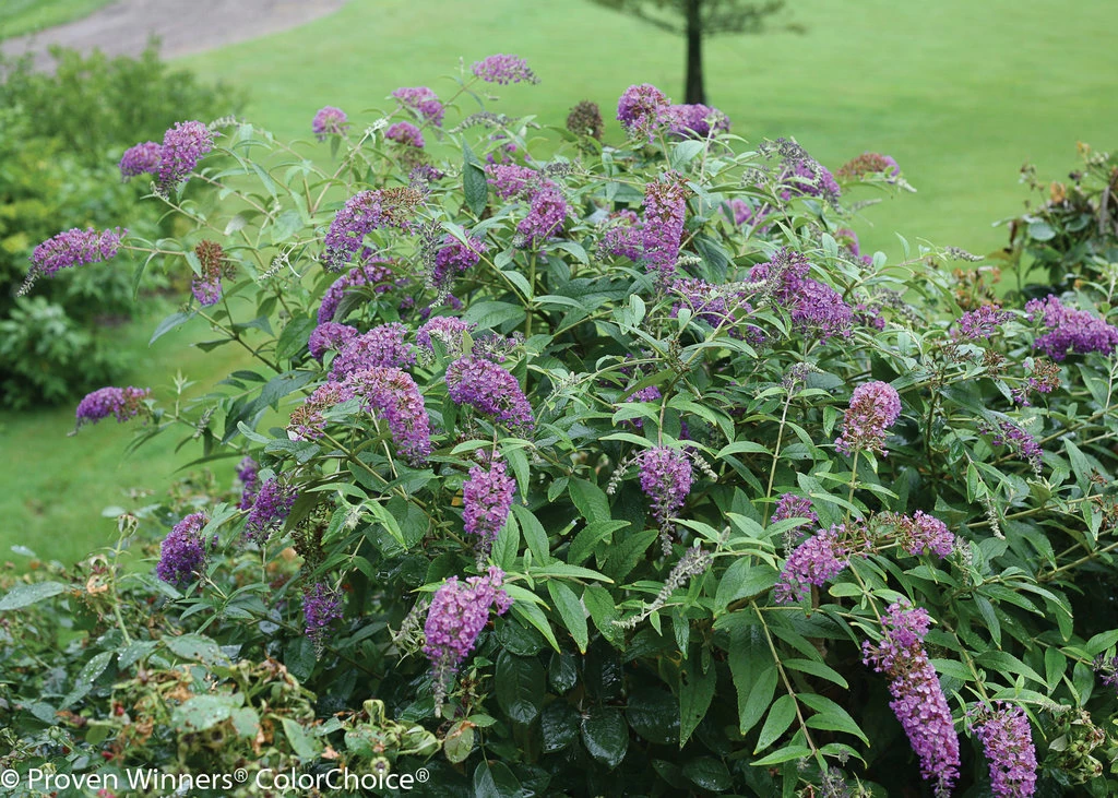 Lo & Behold® Buddleia X Purple Haze PPAF - Butterfly Bush-4"Pot-Proven Winners 2 Lo & Behold® Buddleia X Purple Haze PPAF - Butterfly Bush-4"Pot-Proven Winners