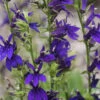 Starship™ Blue Perennial Plant - Lobelia - Quart Pot -HIRTS Sales lobeliastarshipblue 46724.1603458968