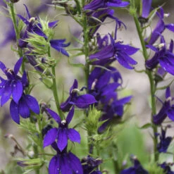 Starship™ Blue Perennial Plant - Lobelia - Quart Pot