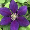 The President Clematis Vine - Deep Purple - 2.5" Pot -HIRTS Sales lola 90124.1615344784