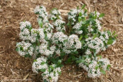 Low Scape Mound® Chokeberry - 4" Pot - Aronia - Proven Winners -HIRTS Sales lowscape421 09052.1615344623