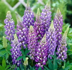 Mini Gallery™ Blue Bicolor Lupine Perennial - Lupinus Polyphyllus - Gallon Pot -HIRTS Sales lupinegallerybluehr1 99496.1619285624