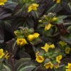 Night Light Lysimachia - Moneywort - Live Plant - Quart Pot -HIRTS Sales lysnightlight 77973.1666979612