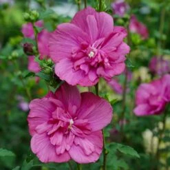Magenta CHIFFON® Hibiscus Syriacus - Rose Of Sharon - 4" Pot - Proven Winners -HIRTS Sales magentachiffonrospw2 32559.1615344785