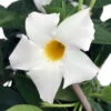 White Brazil Jasmine Plant - Mandevilla/Dipladenia - 6" Pot/Trellis -HIRTS Sales mandevilleadipwhitehr2 71422.1682318195