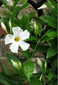 White Brazil Jasmine Plant - Mandevilla/Dipladenia - 6" Pot/Trellis -HIRTS Sales mandevilleawhite1 58278.1682318196