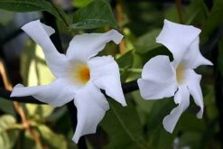 White Brazil Jasmine Plant - Mandevilla/Dipladenia - 6" Pot/Trellis -HIRTS Sales mandevilleawhite2 57363.1682318195