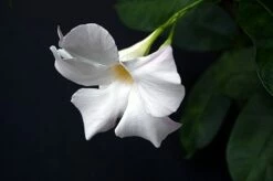 White Brazil Jasmine Plant - Mandevilla/Dipladenia - 6" Pot/Trellis -HIRTS Sales mandevilleawhite3 61742.1682318195
