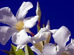 White Brazil Jasmine Plant - Mandevilla/Dipladenia - 6" Pot/Trellis -HIRTS Sales mandevilleawhite4 93477.1682318196