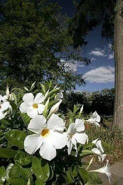 White Brazil Jasmine Plant - Mandevilla/Dipladenia - 6" Pot/Trellis -HIRTS Sales mandevilleawhite5 08631.1682318195