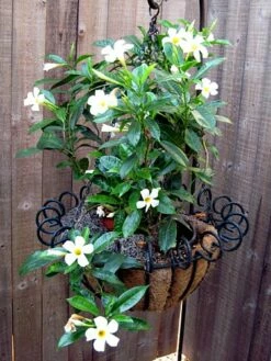 White Brazil Jasmine Plant - Mandevilla/Dipladenia - 6" Pot/Trellis -HIRTS Sales mandevilleawhite6 33393.1682318196