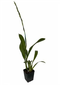 Howard's Dream Orchid - Oncidium Hybrid - Beallara Marfitch - 4" Pot -HIRTS Sales marfitchhdream 84869.1693671039