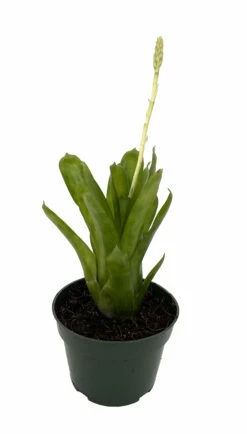 Matchstick Vase Plant - Aechmea Gamosepala - Bromeliad - 4" Pot -HIRTS Sales matchstick 52236.1675900629